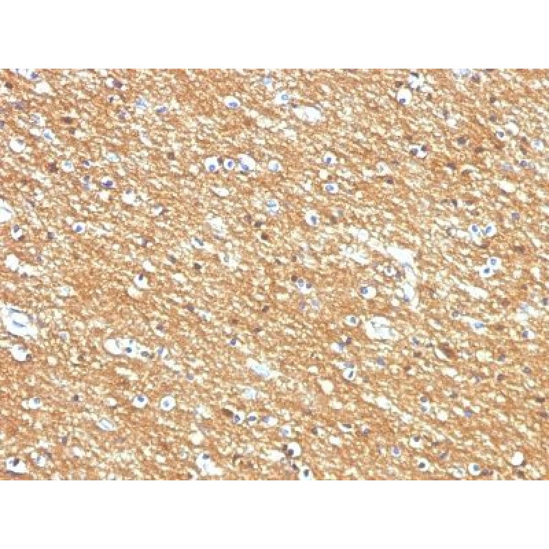 CD56 / NCAM(123A8, same as 56C04), CF568 conjugate, 0.1mg/mL