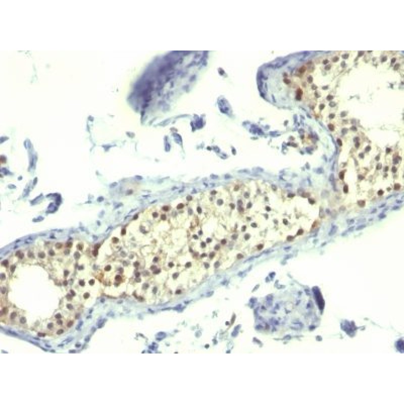 Thymidylate Synthase(TS106), CF568 conjugate, 0.1mg/mL