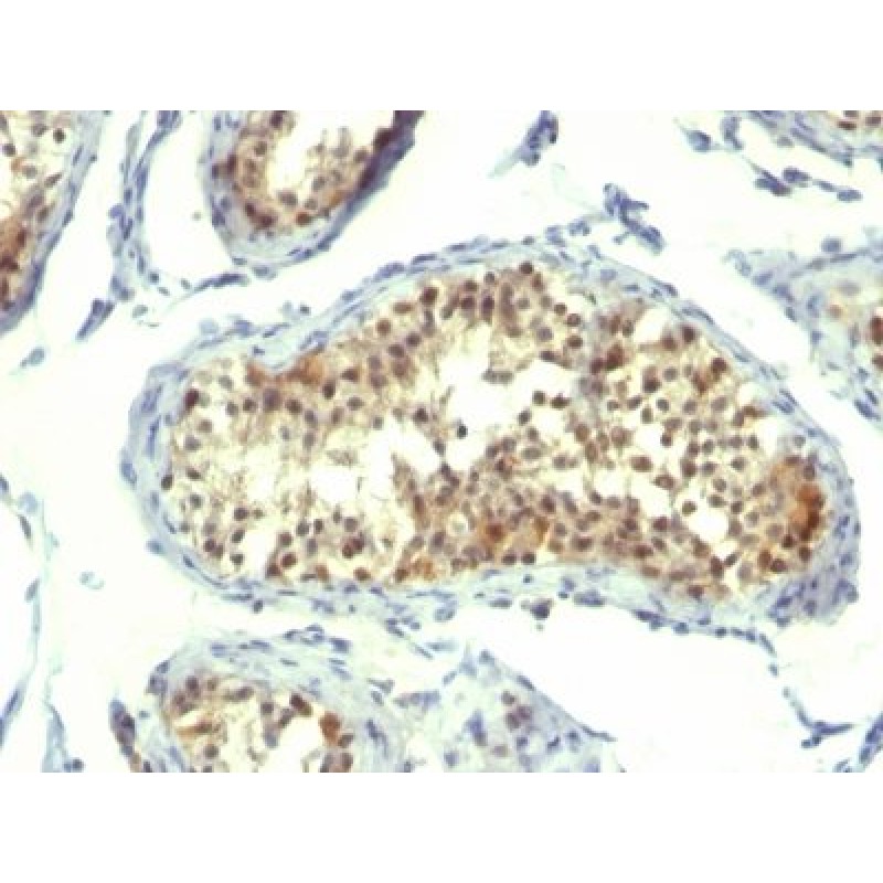 Thymidylate Synthase(TMS715), CF568 conjugate, 0.1mg/mL