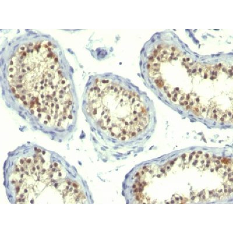 Thymidylate Synthase(TS106 + TMS715), CF568 conjugate, 0.1mg/mL
