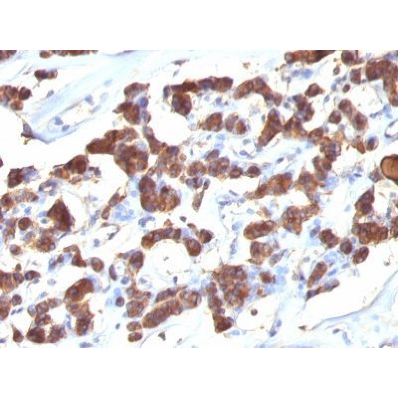 Thyroglobulin(2H11 + 6E1), CF568 conjugate, 0.1mg/mL