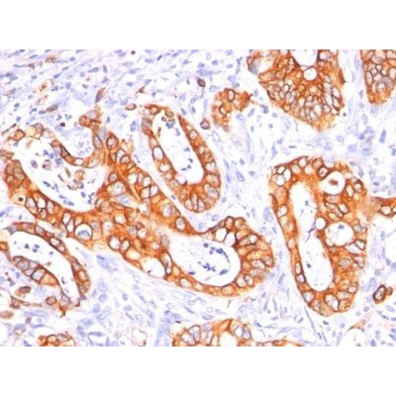 Mucin 1 / EMA / Episialin / CD227(GP1.4 + E29), CF568 conjugate, 0.1mg/mL