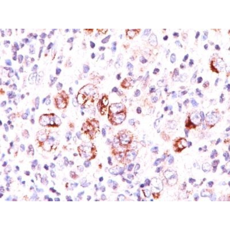 bcl-x(2H12), CF568 conjugate, 0.1mg/mL
