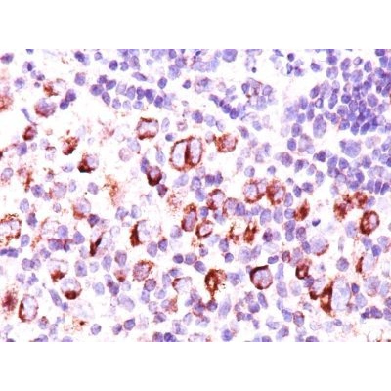bcl-x(BX006 + 2H12), CF568 conjugate, 0.1mg/mL