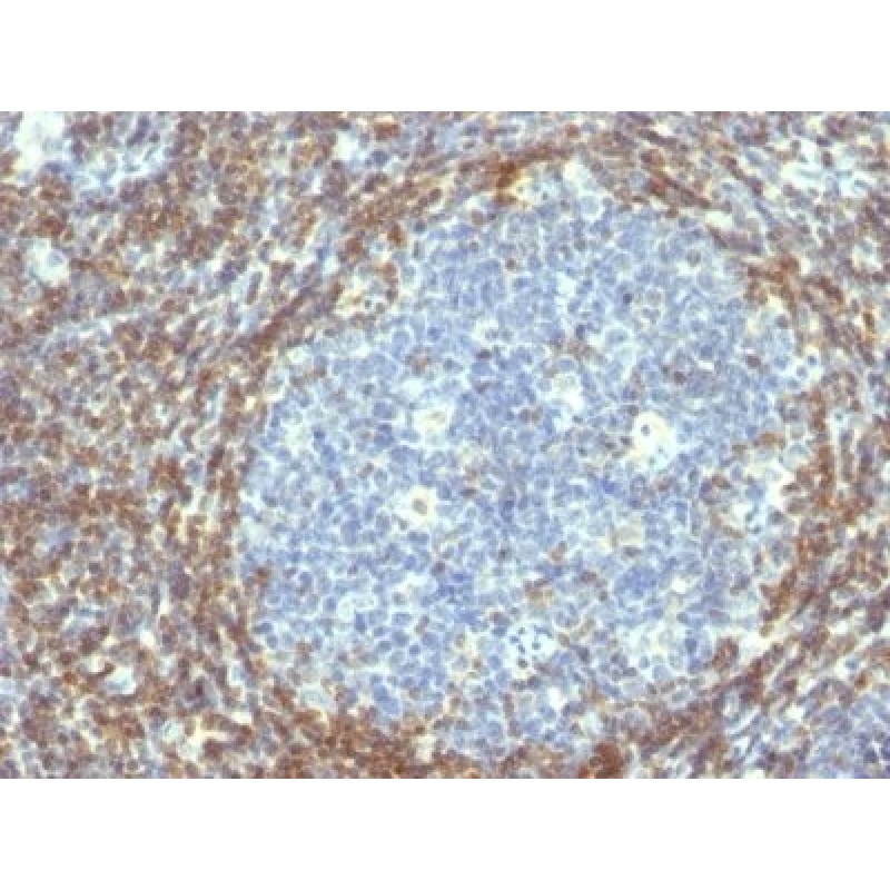bcl-2(BCL2/782), CF568 conjugate, 0.1mg/mL
