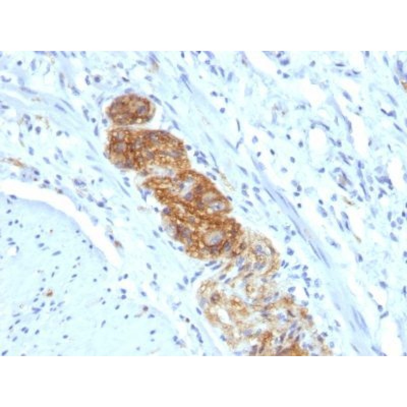 CD56 / NCAM(NCAM1/784), CF568 conjugate, 0.1mg/mL