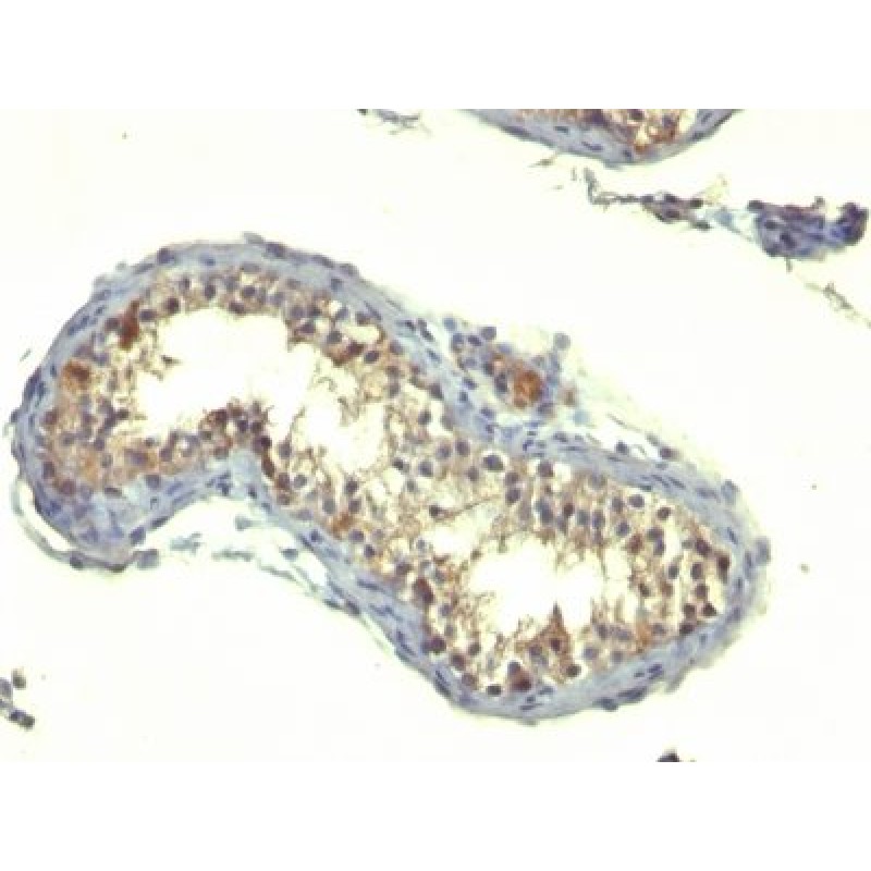TGFalpha(TG86), CF568 conjugate, 0.1mg/mL