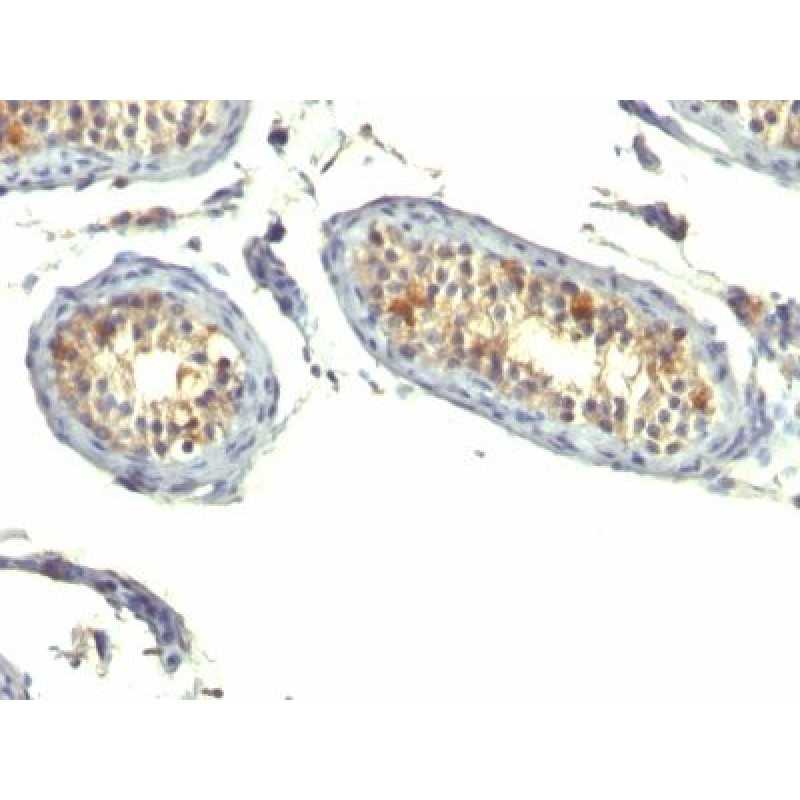 TGFalpha(P/T1), CF568 conjugate, 0.1mg/mL
