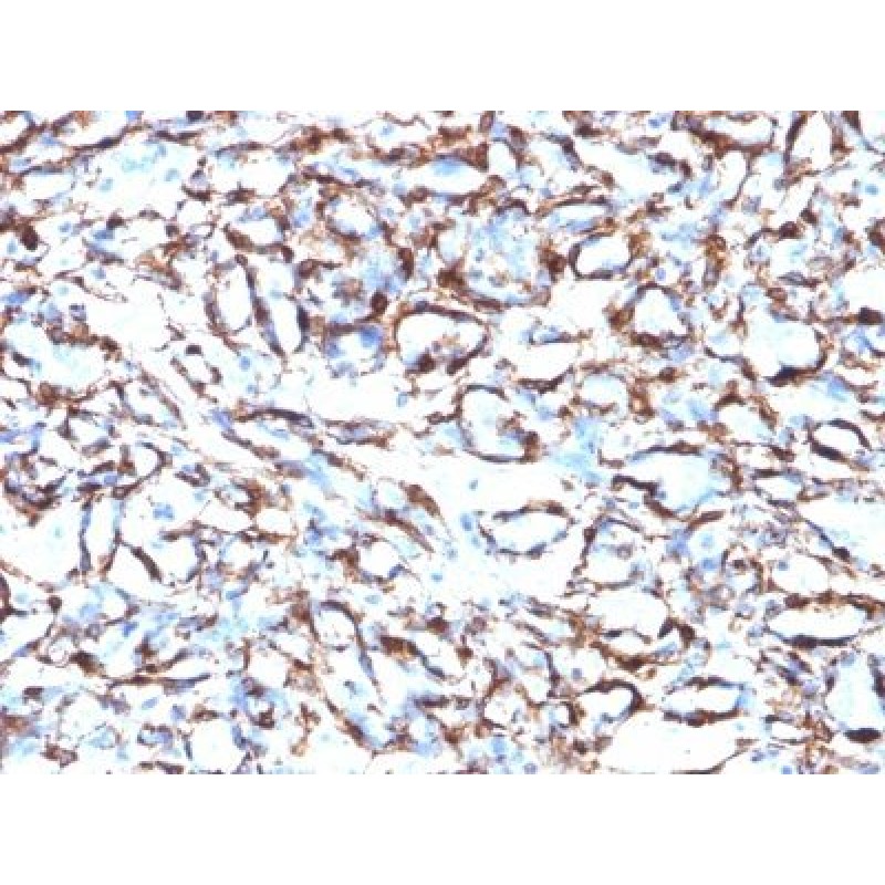 Smooth Muscle Actin(ACTA2/791), CF568 conjugate, 0.1mg/mL