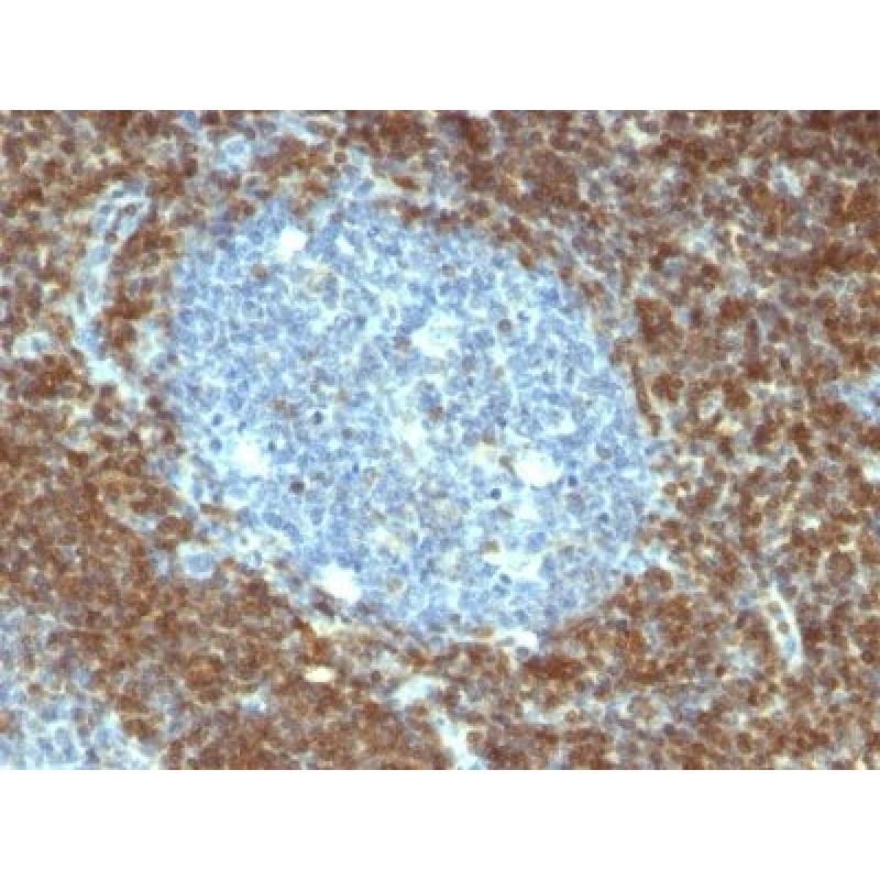 bcl-2(BCL2/796), CF568 conjugate, 0.1mg/mL