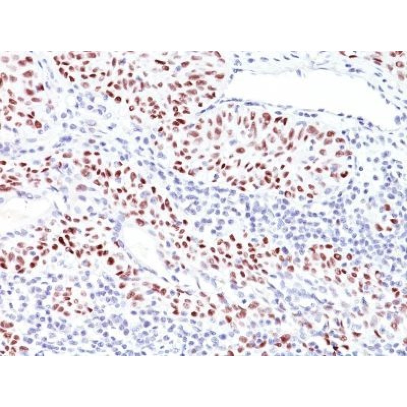 p53(TRP/816), CF568 conjugate, 0.1mg/mL