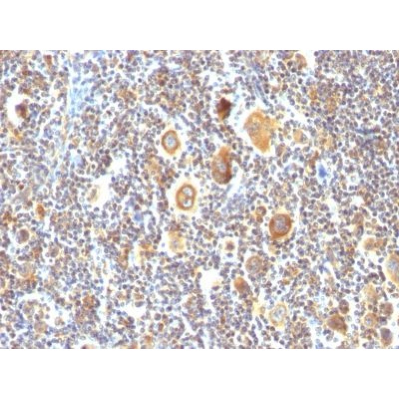 bcl-6(BCL6/850), CF568 conjugate, 0.1mg/mL