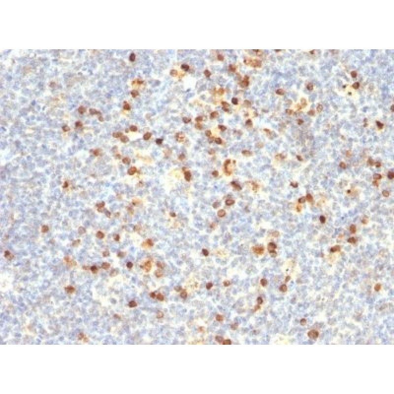 Human Lambda Light Chain(Lamb14), CF568 conjugate, 0.1mg/mL