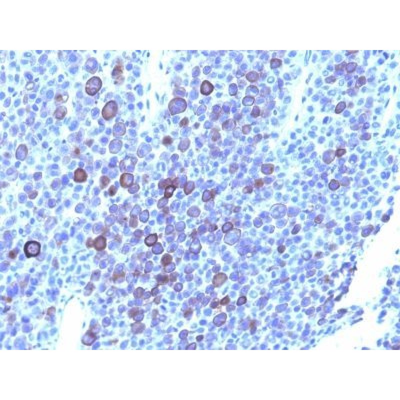 Glypican-3(GPC3/863 + 1G12), CF568 conjugate, 0.1mg/mL