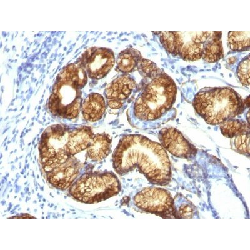 Mucin 6 (MUC6)(CLH5), CF568 conjugate, 0.1mg/mL