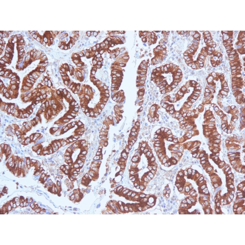 Mucin 5AC (MUC5AC)(CLH2), CF568 conjugate, 0.1mg/mL