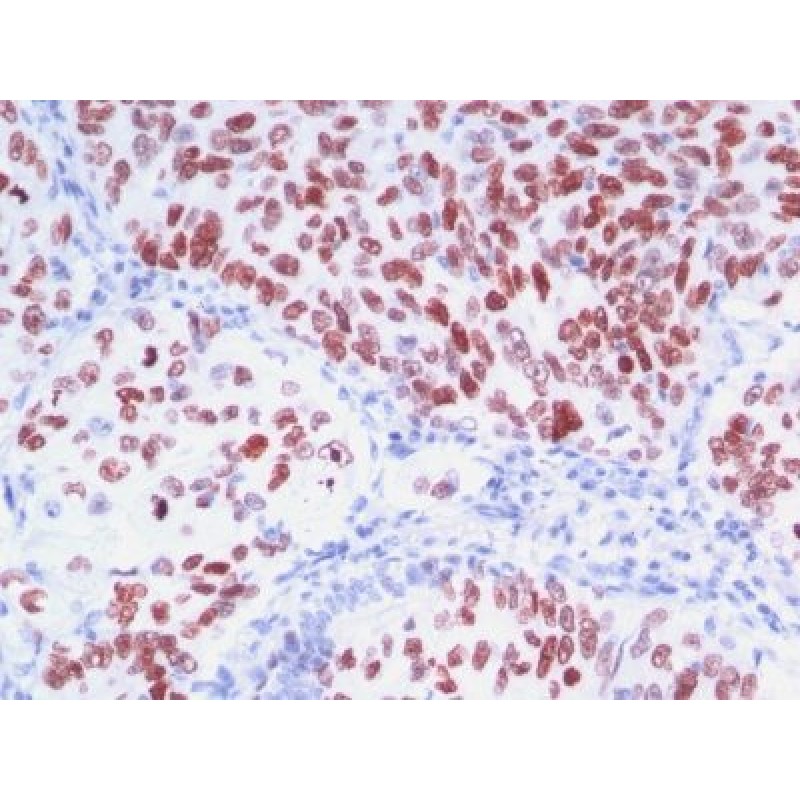 TTF-1 / NKX2.1(8G7G3/1 + NX2.1/690), CF568 conjugate, 0.1mg/mL