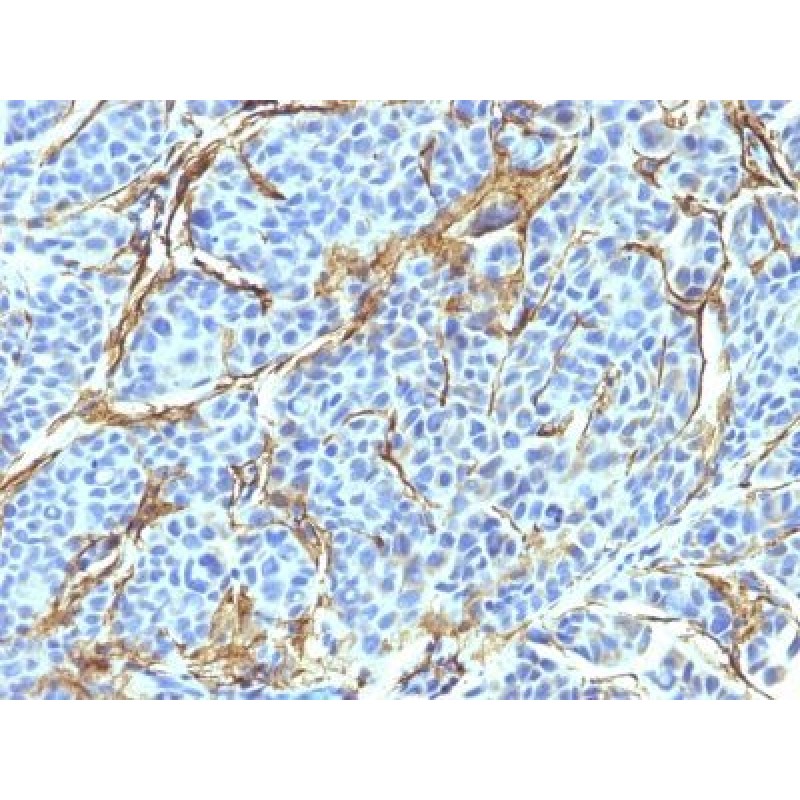 NGFR (Nerve Growth Factor Receptor)(NTR/912), CF568 conjugate, 0.1mg/mL