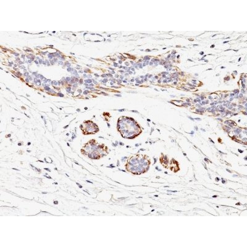 Myosin, Smooth Muscle Heavy Chain(MYH11/923), CF568 conjugate, 0.1mg/mL