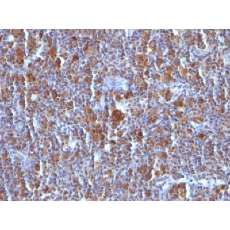 Bax(BAX/962), CF568 conjugate, 0.1mg/mL