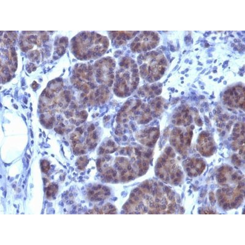 GLG1 (Golgi Complex)(GLG1/970), CF568 conjugate, 0.1mg/mL