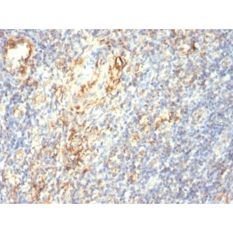 TGF-beta(1D11.16.8), CF568 conjugate, 0.1mg/mL