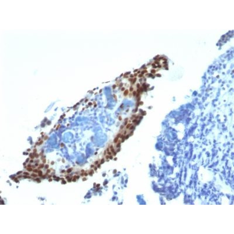 p21 / WAF1(HJ21), CF568 conjugate, 0.1mg/mL