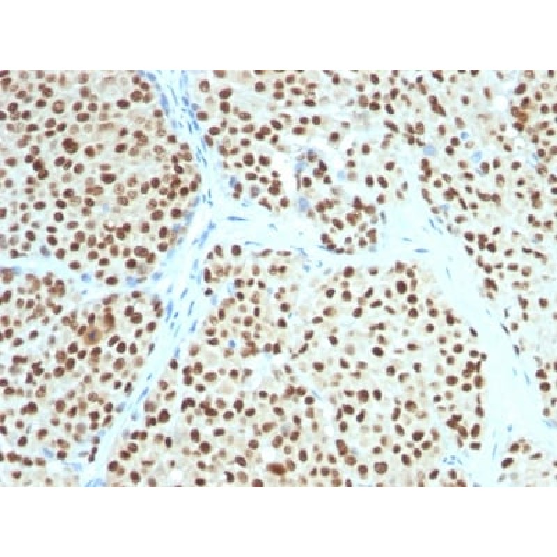 SOX10(SOX10/991), CF568 conjugate, 0.1mg/mL