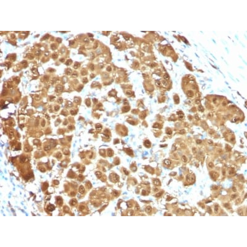 S100B(S100B/1012), CF568 conjugate, 0.1mg/mL