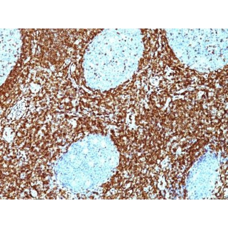 bcl-2(BCL2/782 + BCL2/796), CF568 conjugate, 0.1mg/mL
