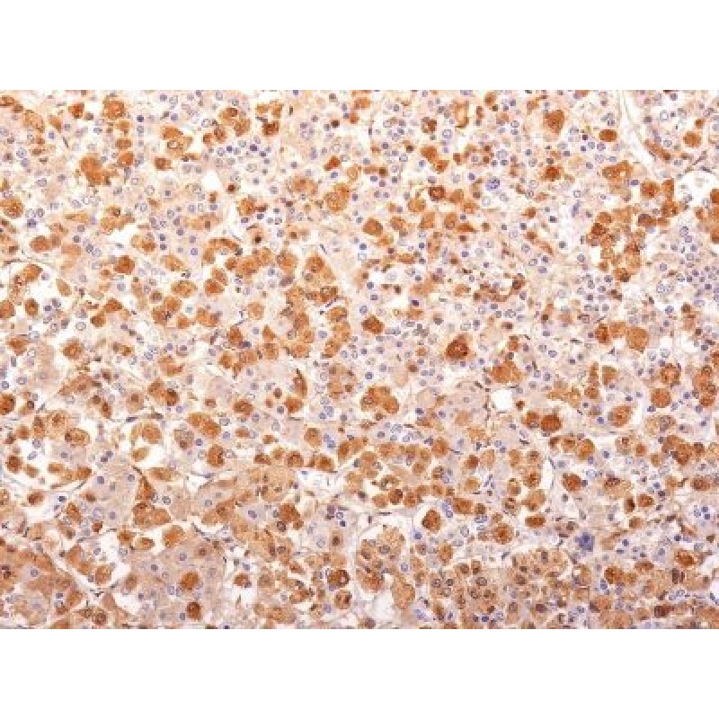 ACTH (Adrenocorticotrophic Hormone)(AH26 + 57), CF568 conjugate, 0.1mg/mL