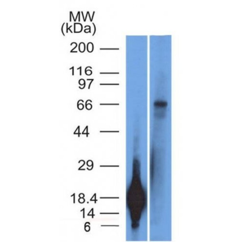 TRIM29(TRIM29/1042), CF568 conjugate, 0.1mg/mL