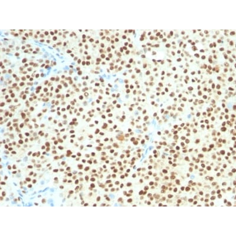 SOX10(SOX10/991 + SOX10/1074), CF568 conjugate, 0.1mg/mL