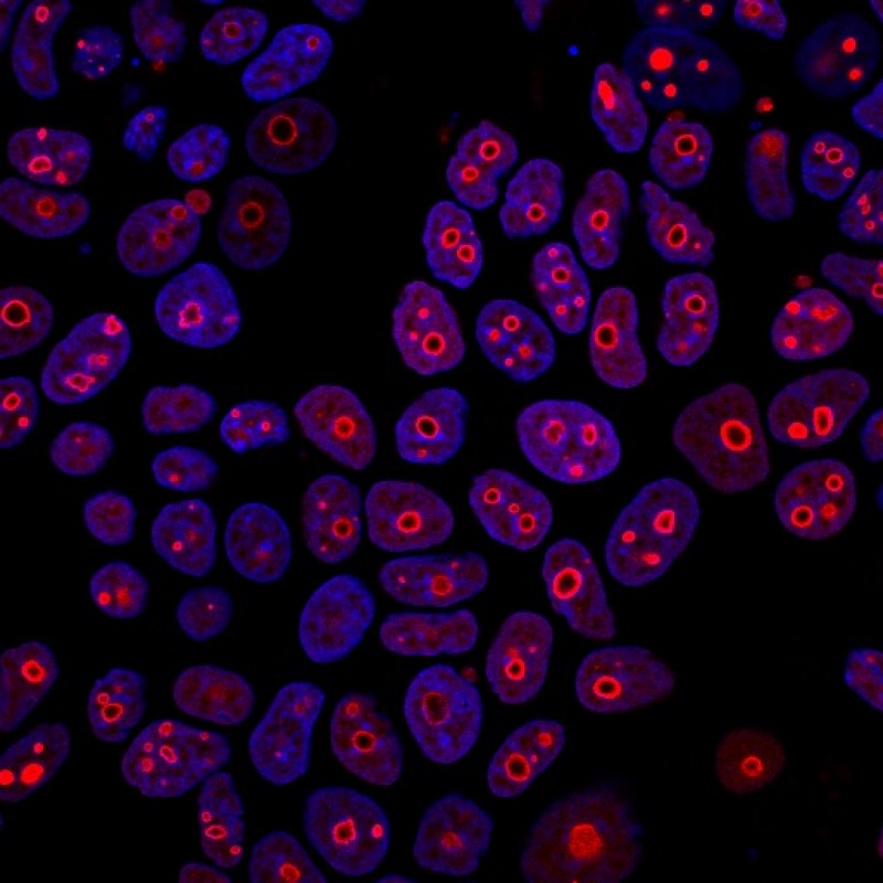 Cyclin B1(CCNB1/1098), CF568 conjugate, 0.1mg/mL