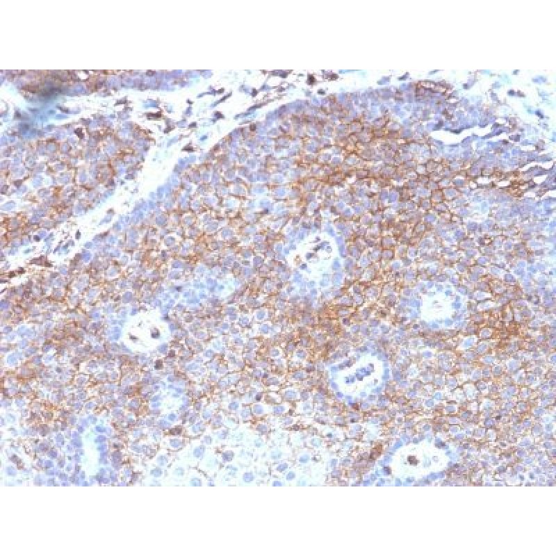 Beta-2-Microglobulin (B2M)(B2M/1118), CF568 conjugate, 0.1mg/mL