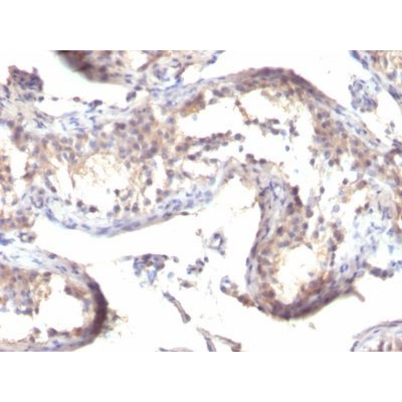 TGFalpha(TGFA/1119), CF568 conjugate, 0.1mg/mL