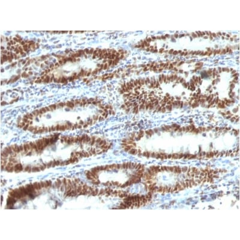 TOX3(TOX3/1123), CF568 conjugate, 0.1mg/mL