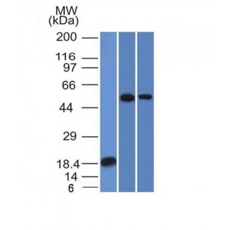 TOX3(TOX3/1124), CF568 conjugate, 0.1mg/mL