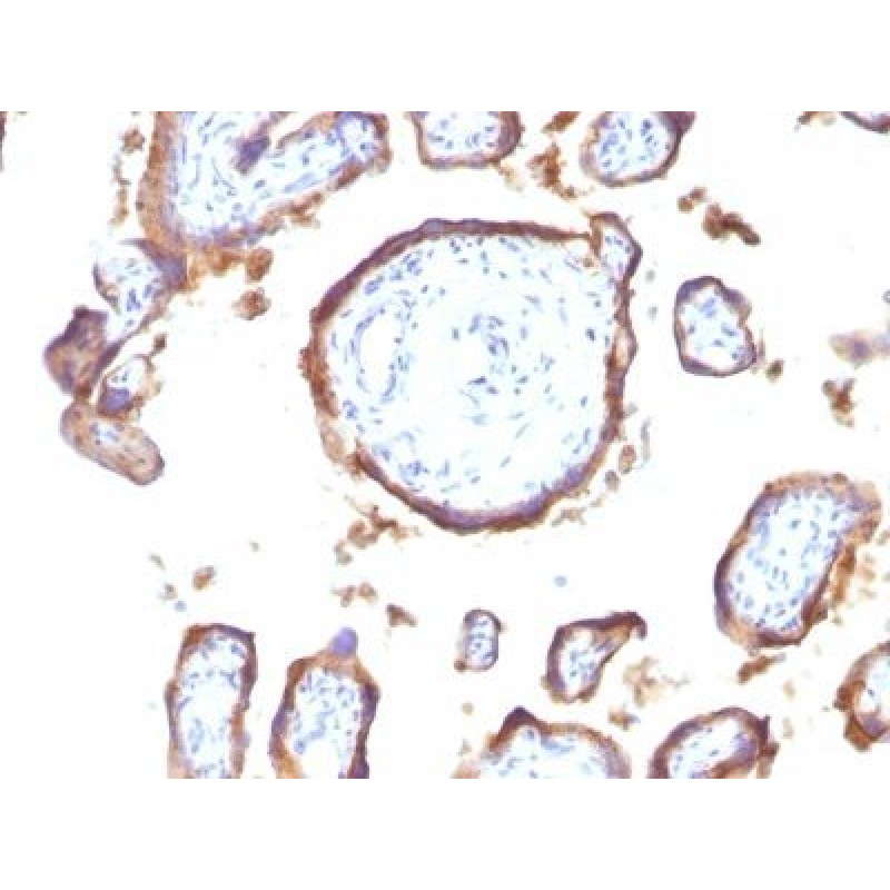 EGFR(GFR1195), CF568 conjugate, 0.1mg/mL