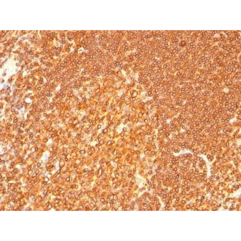 HLA-DRB(LN-3 + HLA-DRB/1067), CF568 conjugate, 0.1mg/mL