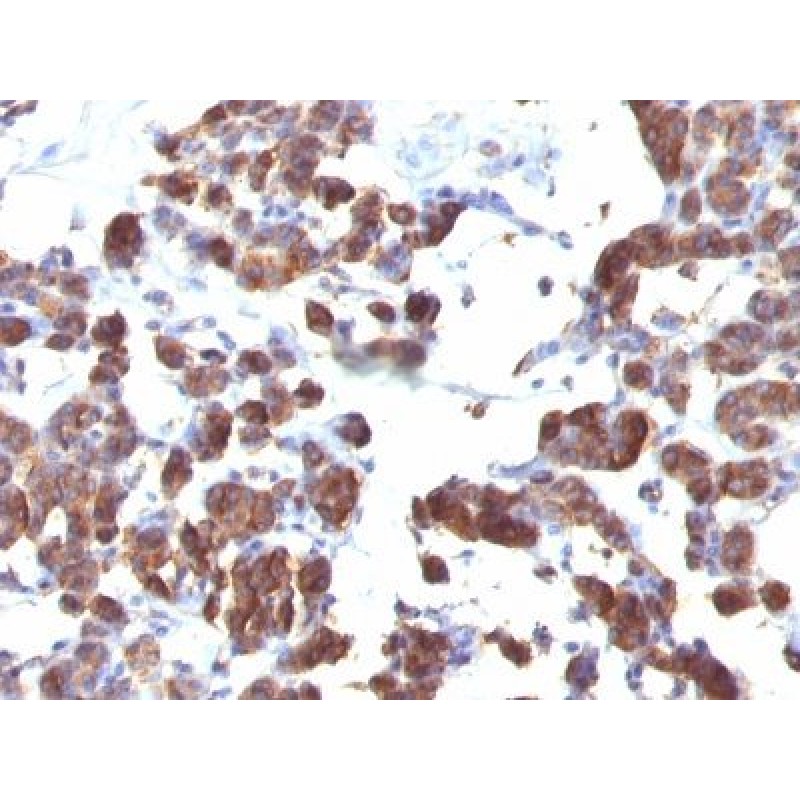 Thyroglobulin(TGB04 + TGB05), CF568 conjugate, 0.1mg/mL