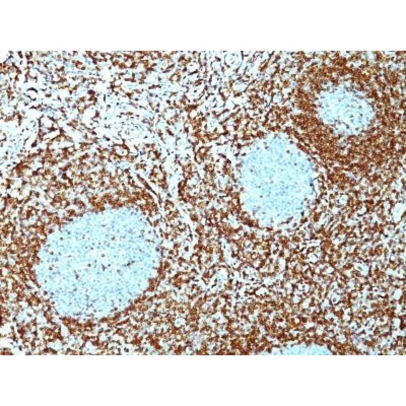 bcl-2(100/D5 + 124), CF568 conjugate, 0.1mg/mL