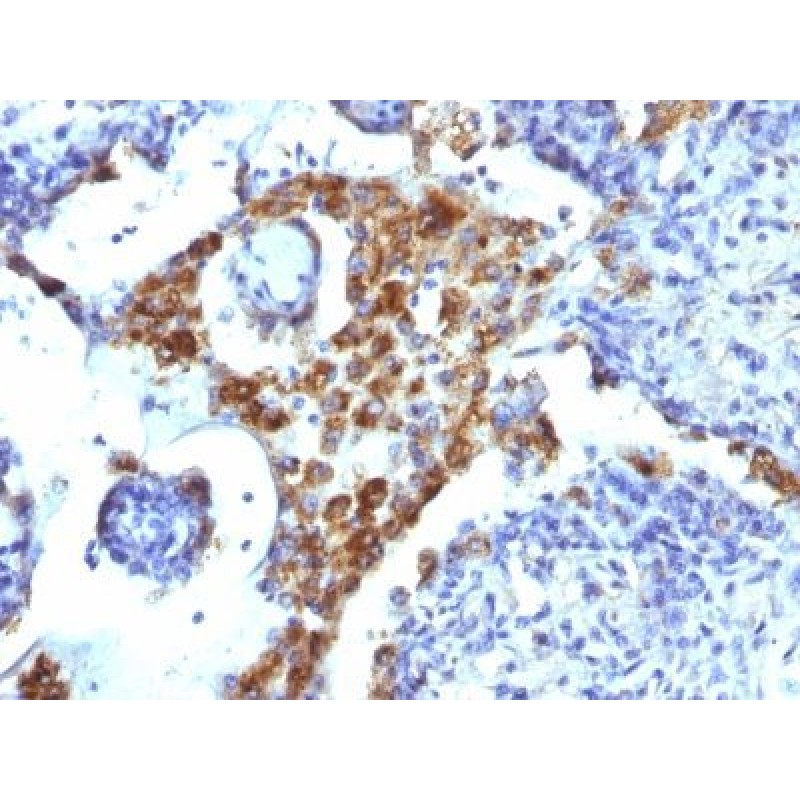 Napsin-A(NAPSA/1239), CF568 conjugate, 0.1mg/mL