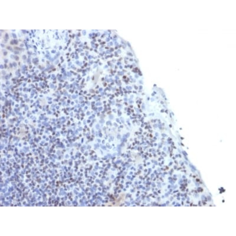 ETS1 / (Marker of Tumor Metastasis) (ETS1/1282), CF568 conjugate, 0.1mg/mL