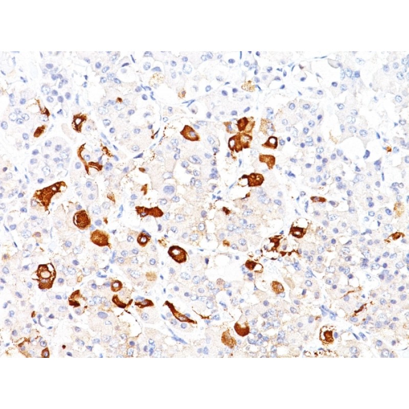 Thyroid Stimulating Hormone, beta (TSH beta) (Pituitary Marker)(TSHb/1317), CF568 conjugate, 0.1mg/mL