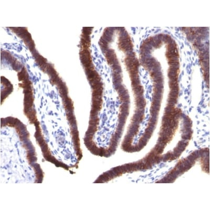 Ep-CAM / CD326 (Extracellular Domain) (Epithelial Marker) (EGP40/1373), CF568 conjugate, 0.1mg/mL