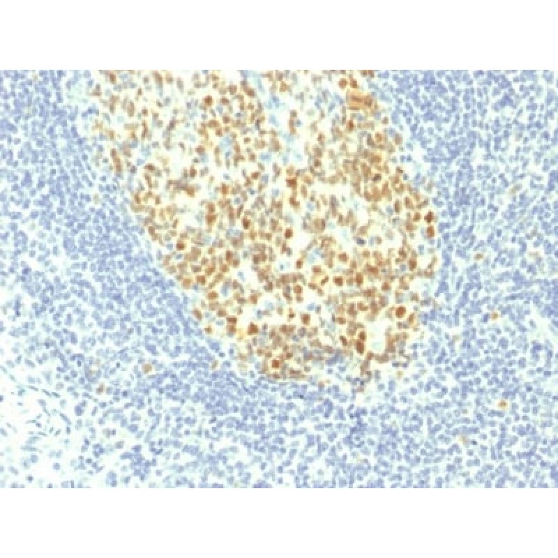 MCM7 (Proliferation Marker) (MCM7/1467), CF568 conjugate, 0.1mg/mL