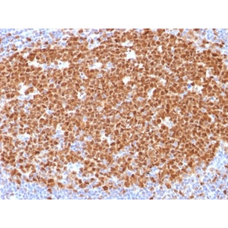 MCM7 (Proliferation Marker) (MCM7/1468), CF568 conjugate, 0.1mg/mL