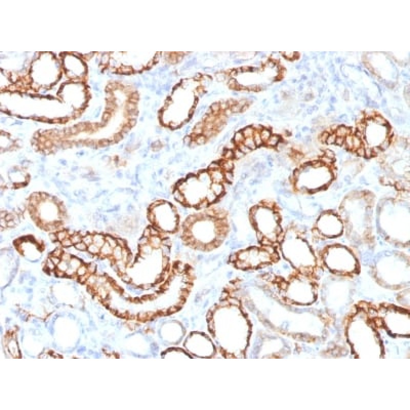 Ksp-Cadherin (Kidney-Specific Cadherin) / CDH16 (CDH16/1532R), CF568 conjugate, 0.1mg/mL