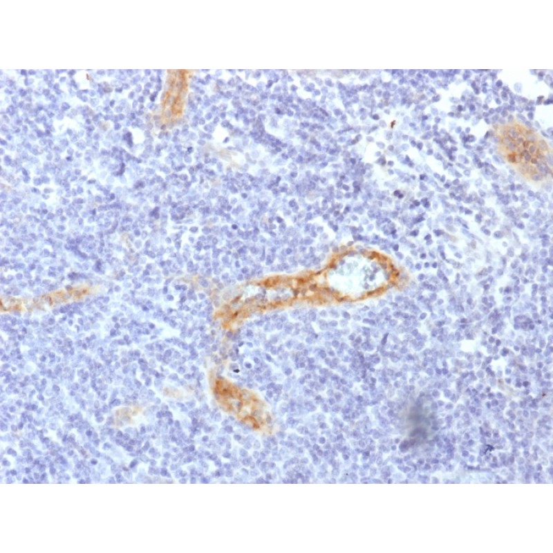 von Willebrand Factor / Factor VIII Related-Ag (Endothelial Marker) (rVWF/1465), CF568 conjugate, 0.1mg/mL